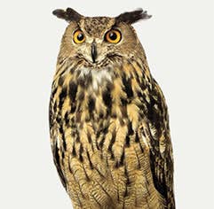3/4 Closeup Photograph of Sage the Night Owl
