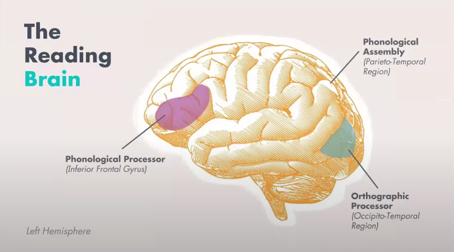 The Reading Brain