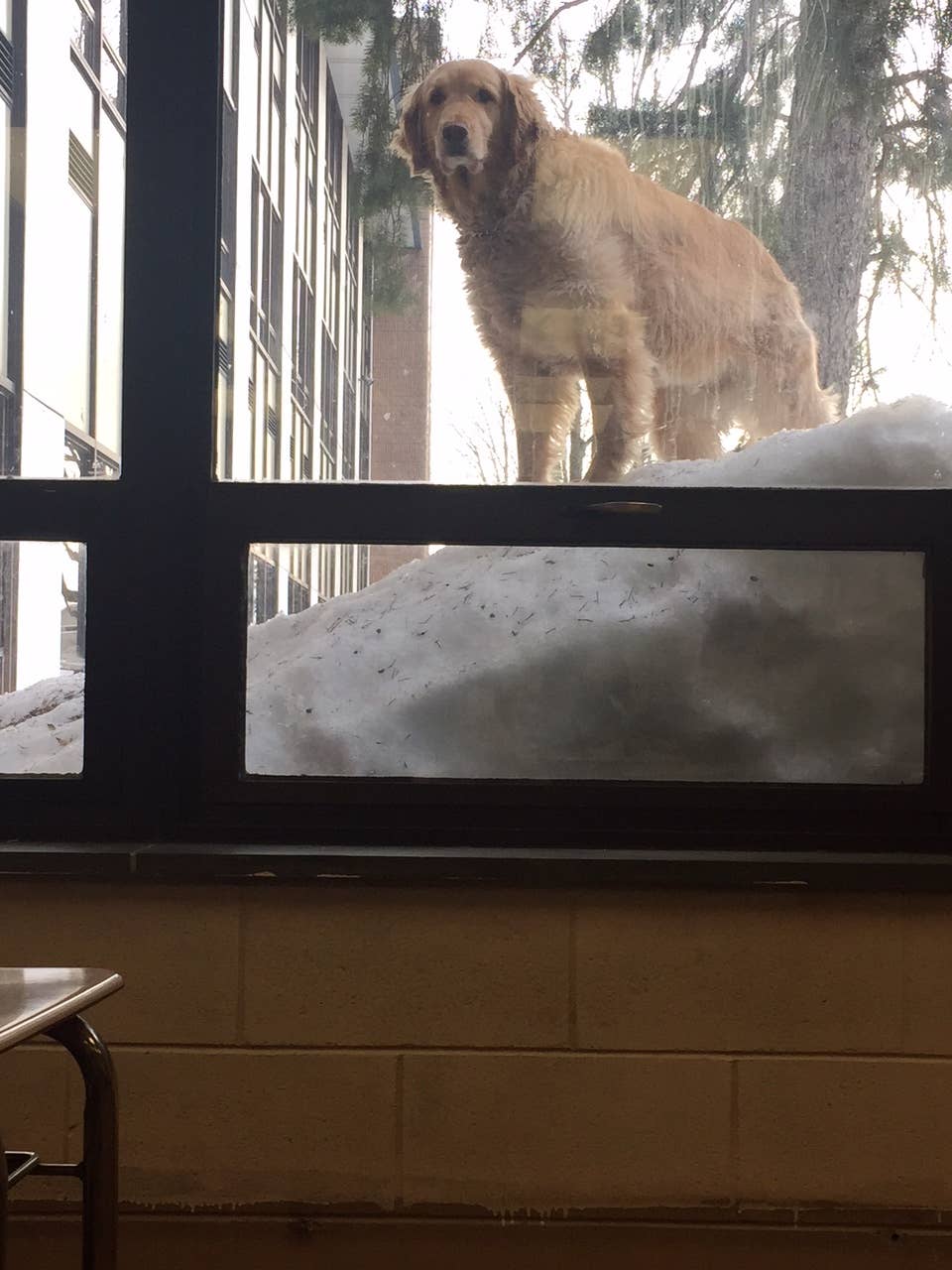 Golden retriever at school in snow