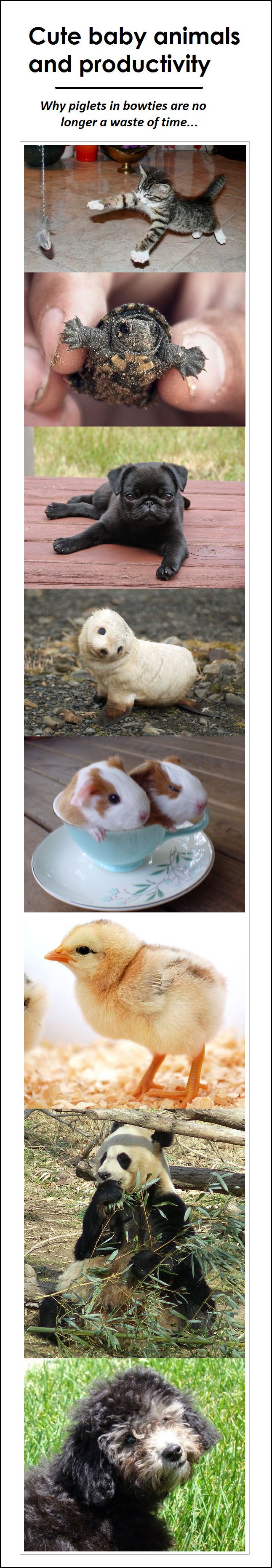 Baby animals graphic