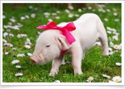Cute pig with bowtie