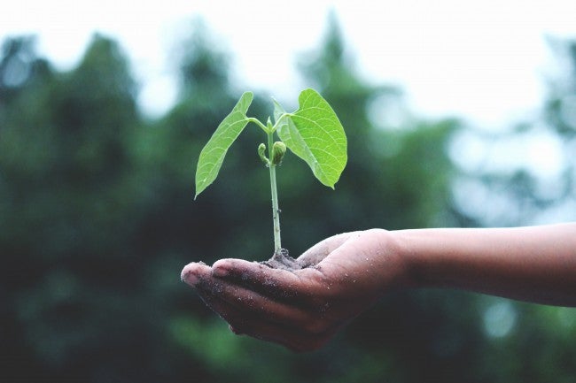 Plant growing in hand | growth mindset