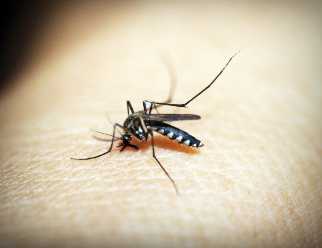 Mosquito on skin