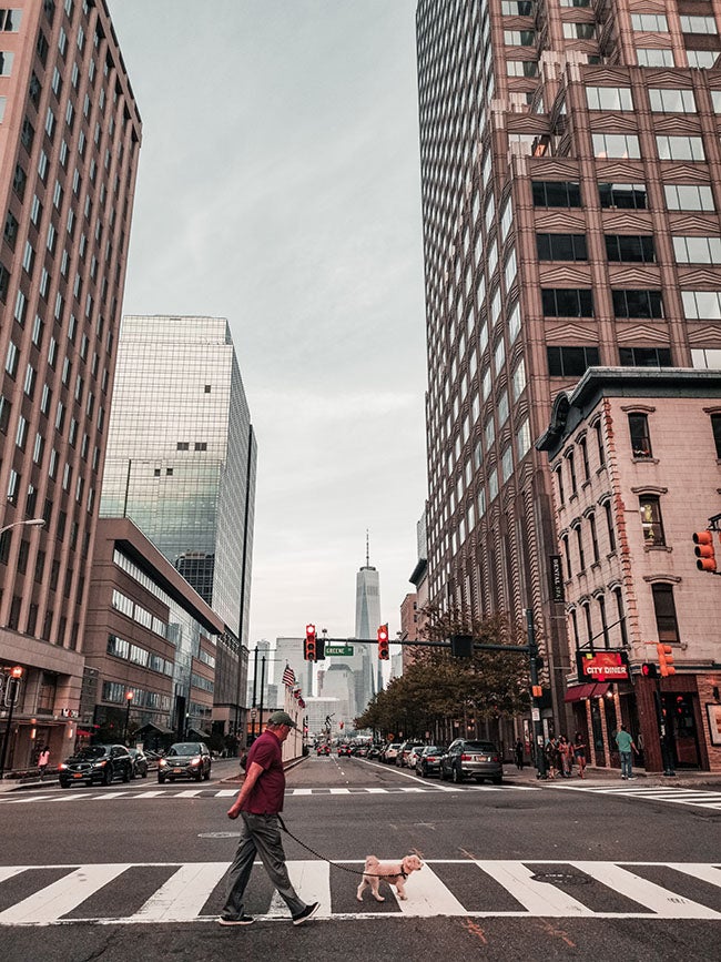 Dog walking in city