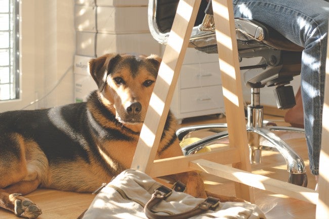 Dog in office