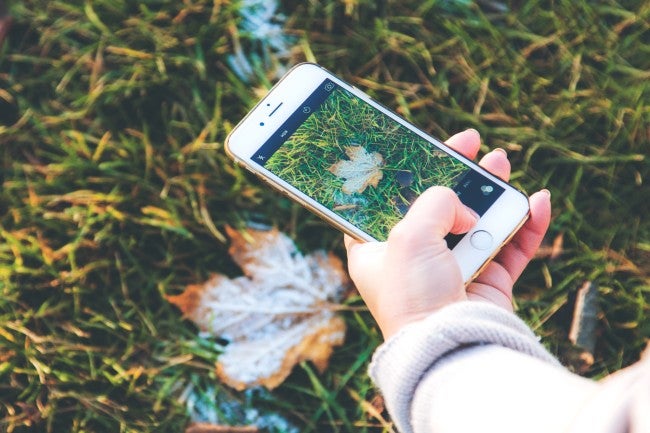 A person uses the camera feature on an object recognition app to identify a leaf on the ground.