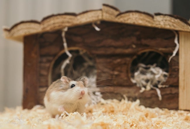 Benefits of Having Class Pets Benefits of Having Class Pets