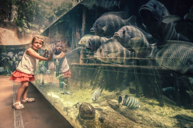 Girl at zoo looking at fish