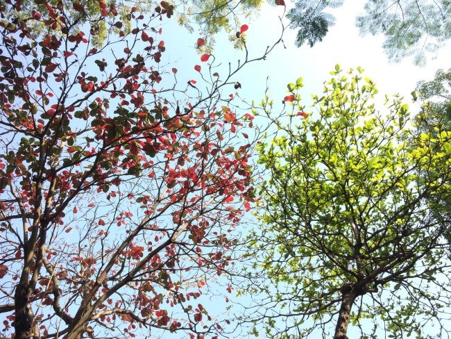 Leaves changing from green to red - change management