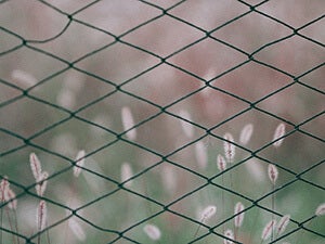 View thru a fence