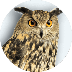Sage the Owl